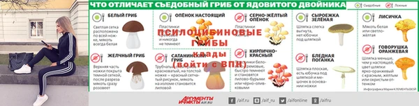 прущие грибы Михайловск